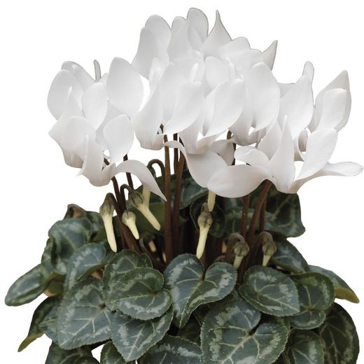 Cyclamen Mini Caixa 10 u.