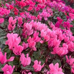 Cyclamen Mini Caixa 10 u.