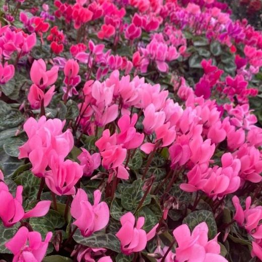 Cyclamen Mini Caixa 10 u.