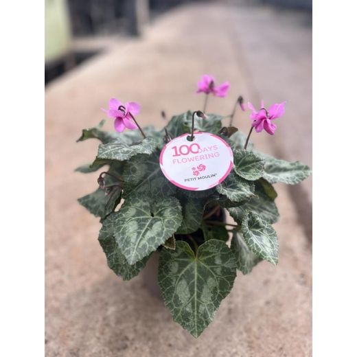 Cyclamen Petit Moulin Caja 8 uds.