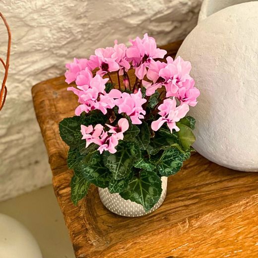 Cyclamen Petit Moulin Caja 8 uds.