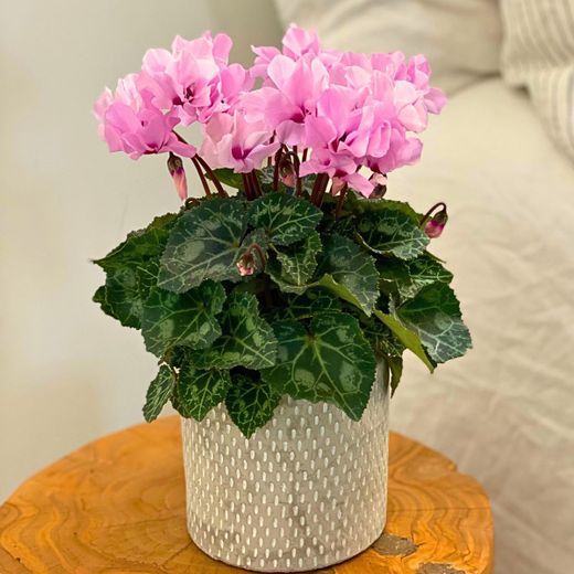 Cyclamen Petit Moulin Caja 8 uds.