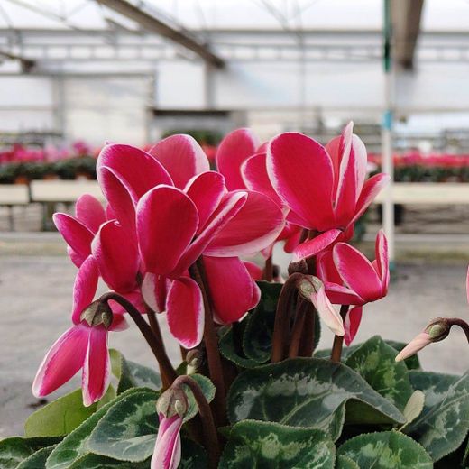 Cyclamen Satisfacción Caja 8 uds.