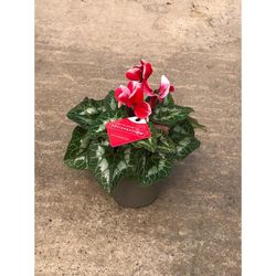 Cyclamen Satisfacción Caja 8 uds.