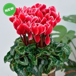 Cyclamen Satisfacción Caja 8 uds.
