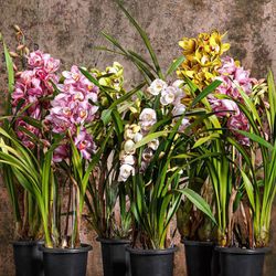 Cymbidium