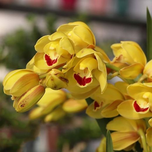 Cymbidium