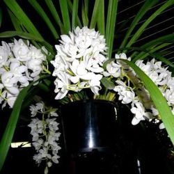 Cymbidium