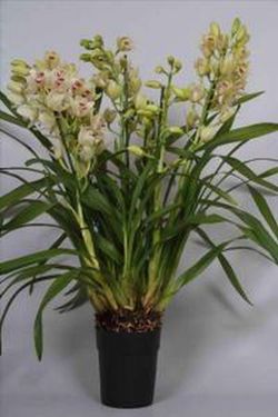 Cymbidium