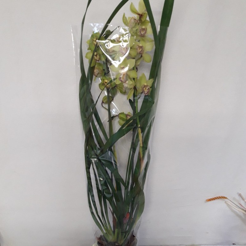 Cymbidium — Floresfrescasonline