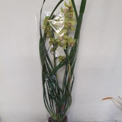 Cymbidium