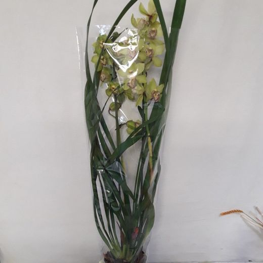 Cymbidium