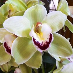 Cymbidium