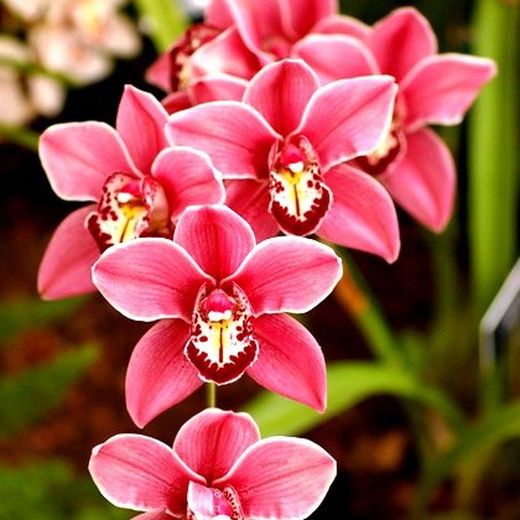 Cymbidium