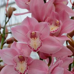 Cymbidium