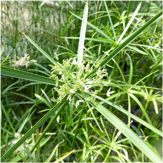 Cyperus Alternifolius