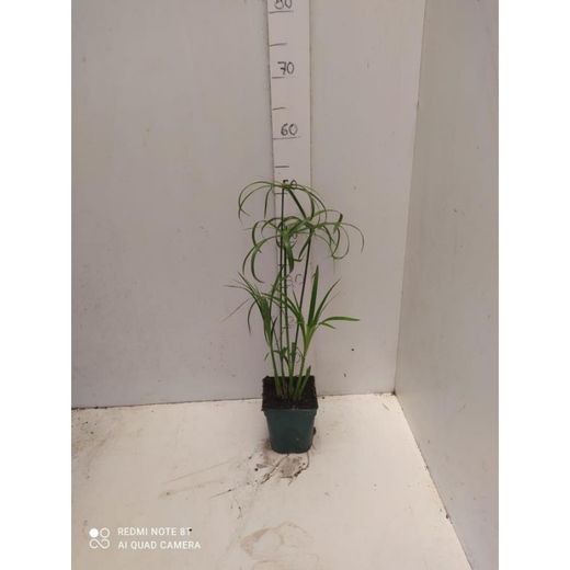 Cyperus Alternifolius