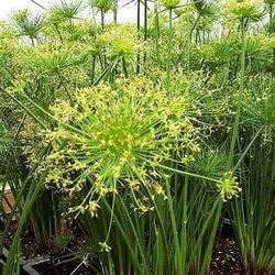 Cyperus Haspan
