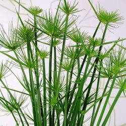 Cyperus Haspan