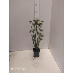 Cyperus Haspan