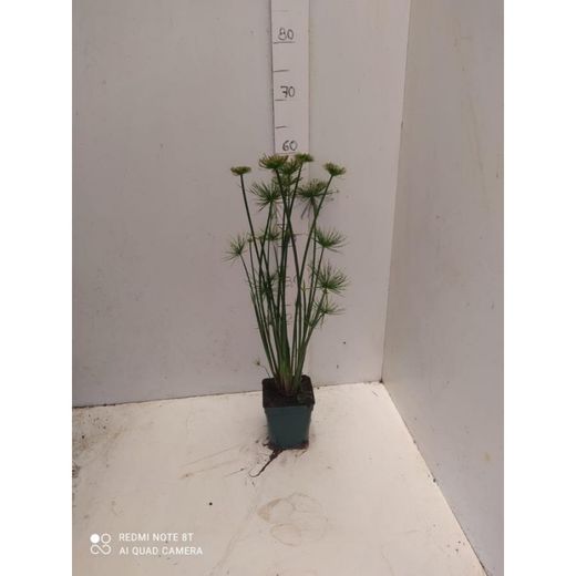 Cyperus Haspan