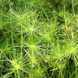 Cyperus Papyrus