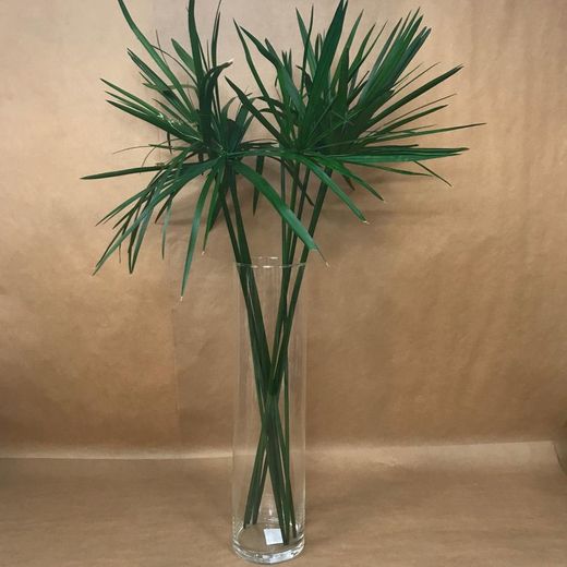 Cyperus Papyrus Preservado