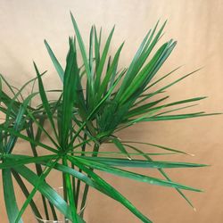 Cyperus Papyrus Preservado
