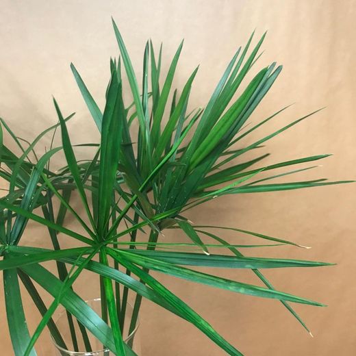 Cyperus Papyrus Preservado