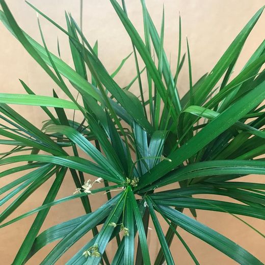 Cyperus Papyrus Preservado