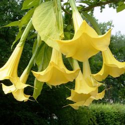 Datura Arbórea Amarela