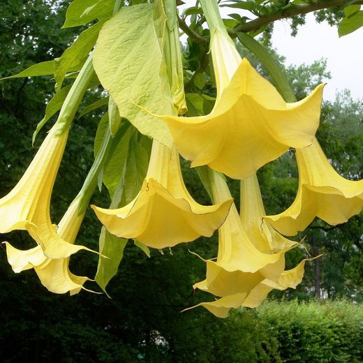 Datura Arbórea Amarela