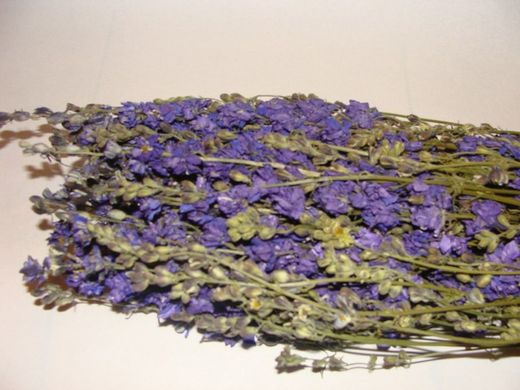 Delphinium naturel séché