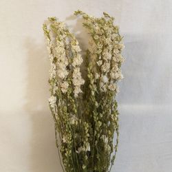 Delphinium naturel séché