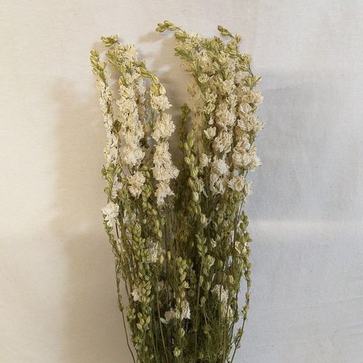 Delphinium naturel séché