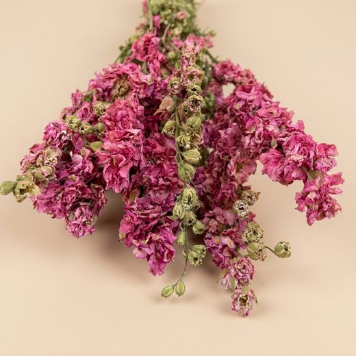 Delphinium naturel séché