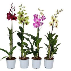 Dendrobium Nobile