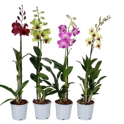 Dendrobium Nobile