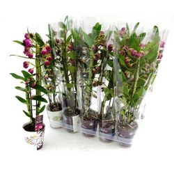 Dendrobium Nobile