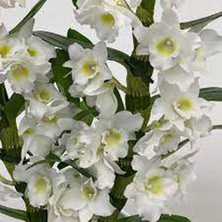 Dendrobium Nobile