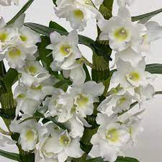 Dendrobium Nobile