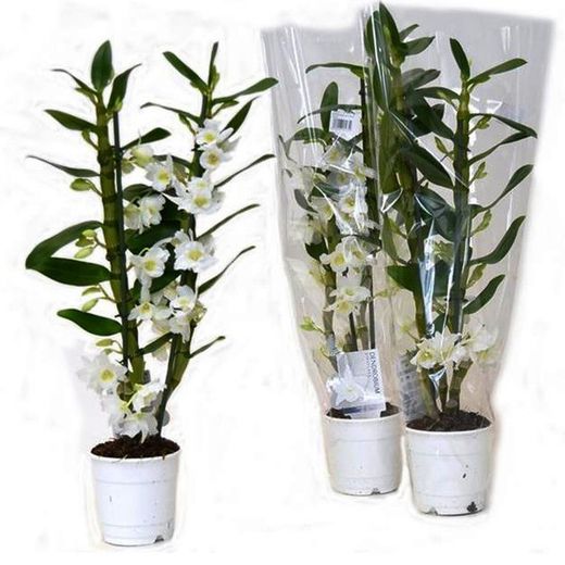 Dendrobium Nobile