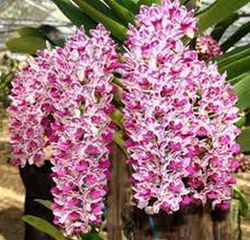 Dendrobium RHYNCHOSTYLIS Parfumé