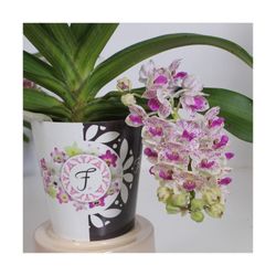 Dendrobium RHYNCHOSTYLIS Parfumé
