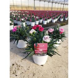 Dianthus caryophyllus Mini Caja 10 uds.