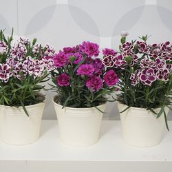 Dianthus caryophyllus Mini Caja 10 uds.