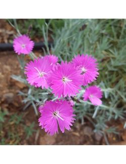 Dianthus Corsicus 6 u.