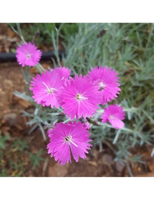 Dianthus Corsicus 6 u.