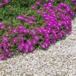 Dianthus Corsicus 6 u.