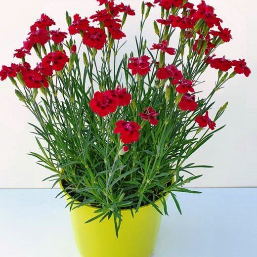 Dianthus Framboise Caja 8 uds.